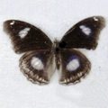 Great eggfly Hypolimnas bolina male